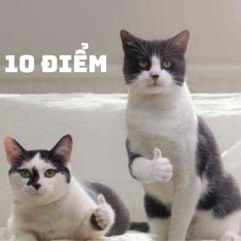 Bộ ảnh meme 10 điểm hài hước, bao đa dạng