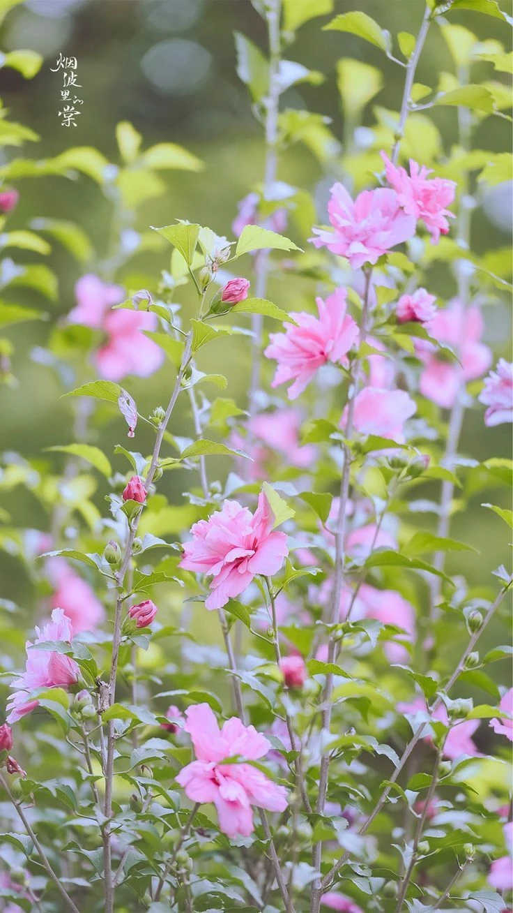 Top Những Mẫu Ảnh Thiên Nhiên Đẹp Nhất Chuẩn Full 4K