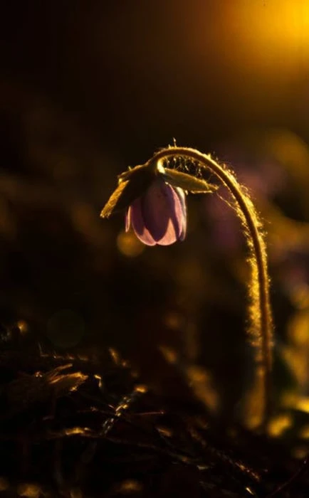 Bức tranh hoa dại buồn đẹp ngất ngây