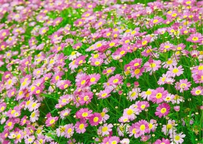 NÉT ĐẸP DỊU DÀNG GỌI GIÓ ĐÔNG VỀ CỦA HOA CÚC HỌA MI