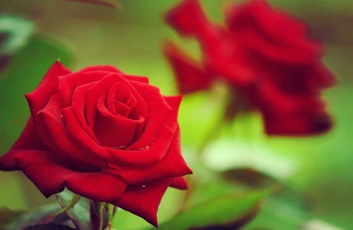 Bộ sưu tập hình ảnh hoa Hồng đỏ - Khám phá vẻ đẹp tuyệt vời của hoa Hồng đỏ