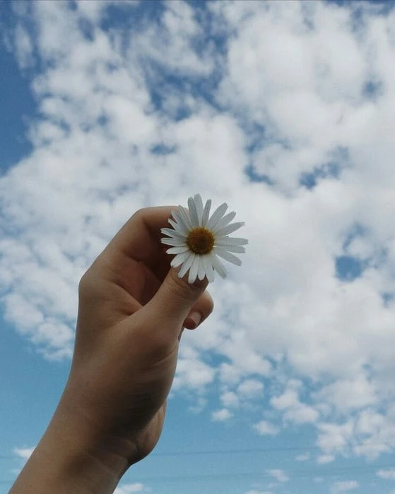 Bức tranh vẽ hoa Cúc Họa Mi kết hợp với bầu trời đẹp đến ngẩn ngơ