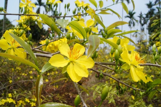 Bộ sưu tập hình ảnh đẹp nhất về hoa Mai