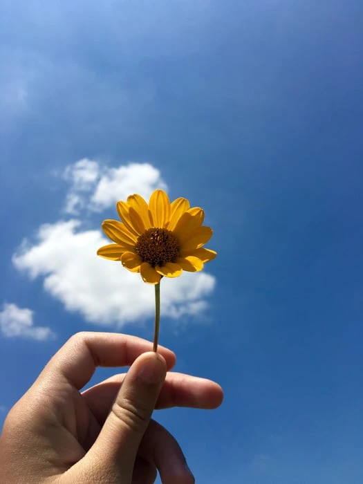 Bức tranh vẽ hoa Cúc Họa Mi kết hợp với bầu trời đẹp đến ngẩn ngơ