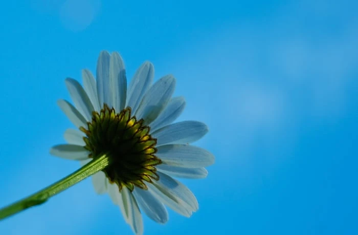 Bức tranh vẽ hoa Cúc Họa Mi kết hợp với bầu trời đẹp đến ngẩn ngơ