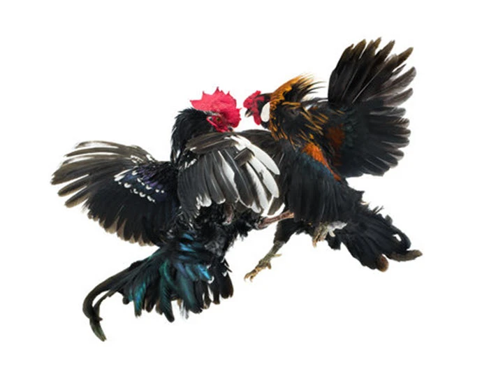 Bộ sưu tập ảnh gà chọi đẹp 3D