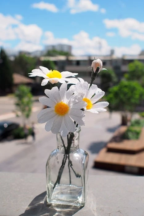 Bức tranh vẽ hoa Cúc Họa Mi kết hợp với bầu trời đẹp đến ngẩn ngơ