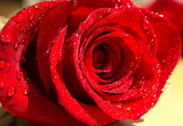 Bộ sưu tập hình ảnh hoa Hồng đỏ - Khám phá vẻ đẹp tuyệt vời của hoa Hồng đỏ