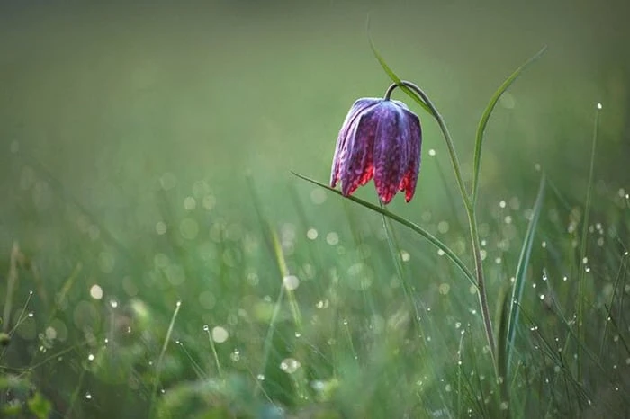 Bức tranh hoa dại buồn đẹp ngất ngây