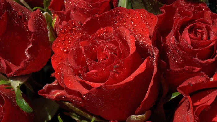 Bộ sưu tập hình ảnh hoa Hồng đỏ - Khám phá vẻ đẹp tuyệt vời của hoa Hồng đỏ