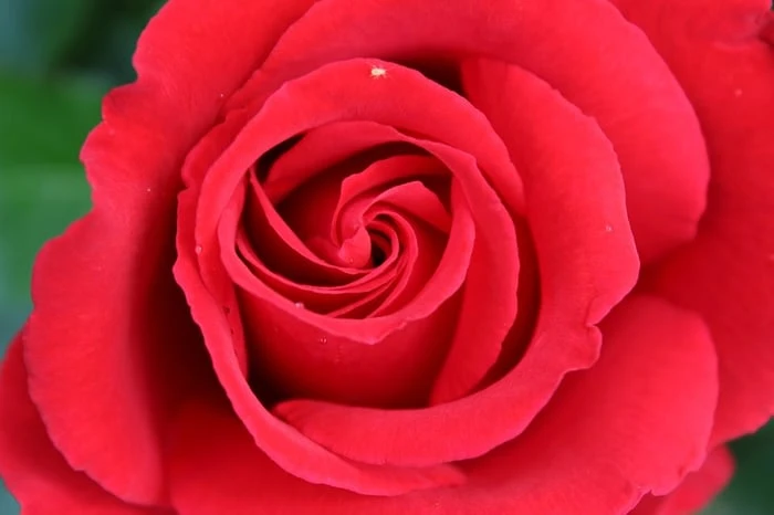 Bộ sưu tập hình ảnh hoa Hồng đỏ - Khám phá vẻ đẹp tuyệt vời của hoa Hồng đỏ