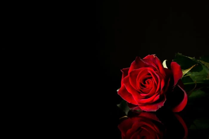 Bộ sưu tập hình ảnh hoa Hồng đỏ - Khám phá vẻ đẹp tuyệt vời của hoa Hồng đỏ