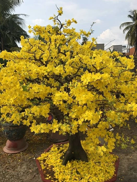 Bộ sưu tập hình ảnh đẹp nhất về hoa Mai