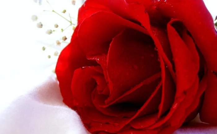 Bộ sưu tập hình ảnh hoa Hồng đỏ - Khám phá vẻ đẹp tuyệt vời của hoa Hồng đỏ