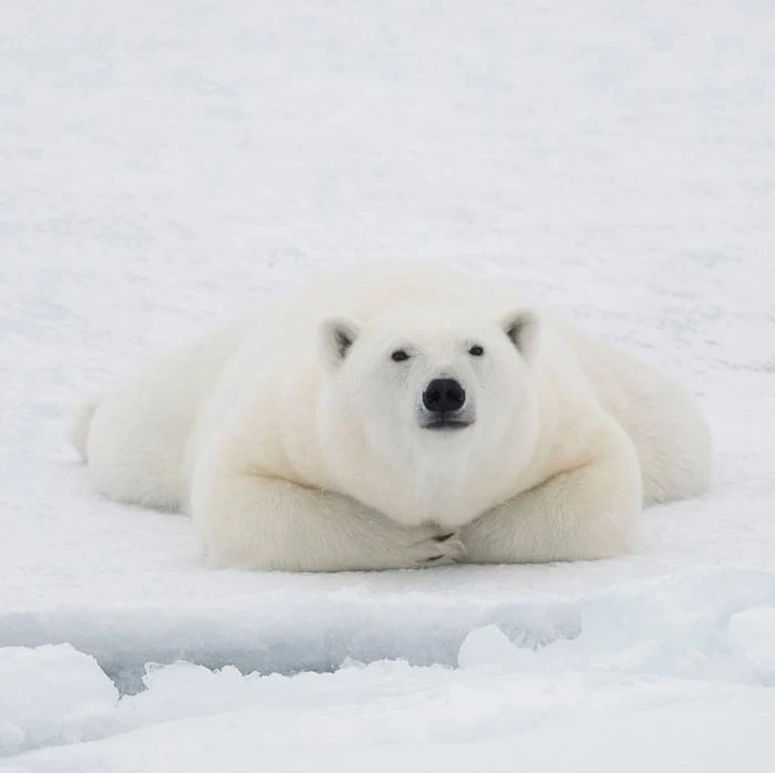 Avatar gấu dễ thương, xinh xắn, làm say lòng nhất