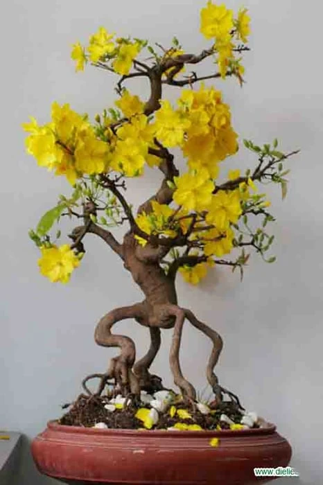 Bộ sưu tập hình ảnh đẹp nhất về hoa Mai