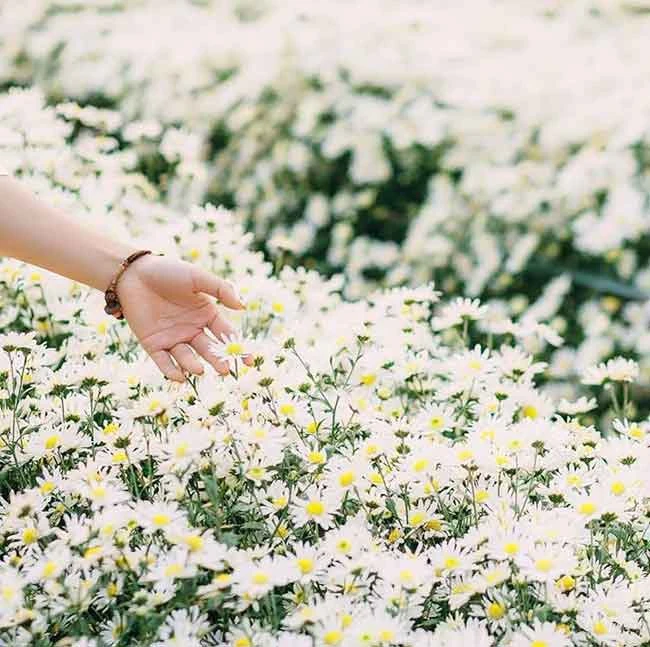 NÉT ĐẸP DỊU DÀNG GỌI GIÓ ĐÔNG VỀ CỦA HOA CÚC HỌA MI