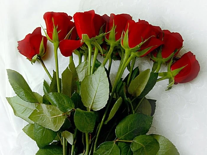 Bộ sưu tập hình ảnh hoa Hồng đỏ - Khám phá vẻ đẹp tuyệt vời của hoa Hồng đỏ