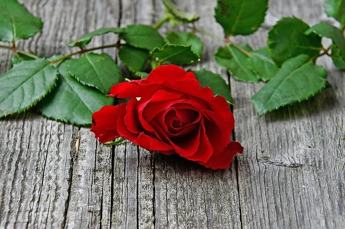 Bộ sưu tập hình ảnh hoa Hồng đỏ - Khám phá vẻ đẹp tuyệt vời của hoa Hồng đỏ