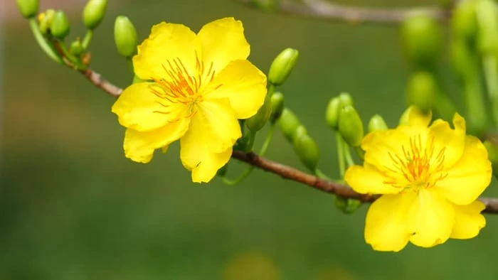 Bộ sưu tập hình ảnh đẹp nhất về hoa Mai