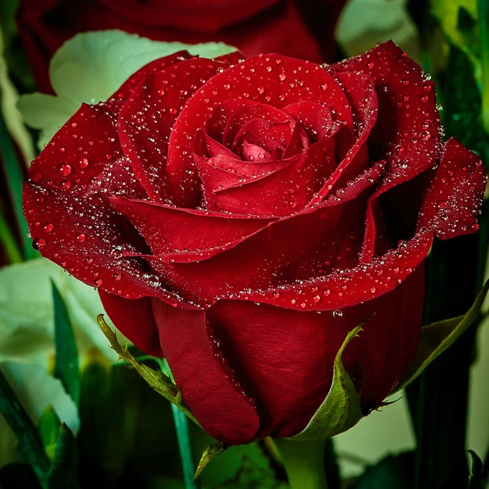 Bộ sưu tập hình ảnh hoa Hồng đỏ - Khám phá vẻ đẹp tuyệt vời của hoa Hồng đỏ