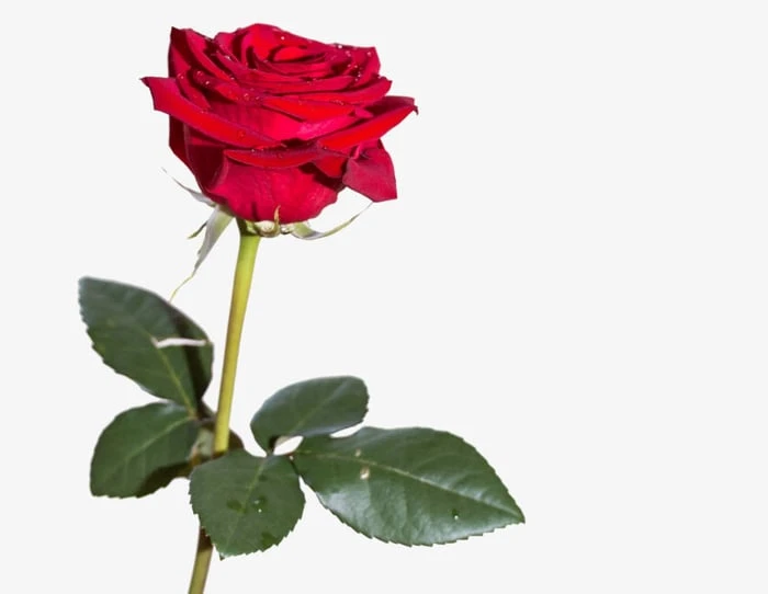 Bộ sưu tập hình ảnh hoa Hồng đỏ - Khám phá vẻ đẹp tuyệt vời của hoa Hồng đỏ