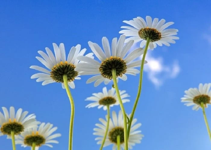 Bức tranh vẽ hoa Cúc Họa Mi kết hợp với bầu trời đẹp đến ngẩn ngơ