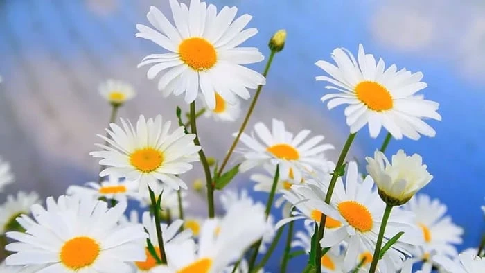 Bức tranh vẽ hoa Cúc Họa Mi kết hợp với bầu trời đẹp đến ngẩn ngơ