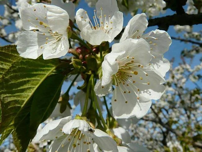 Bộ sưu tập hình ảnh đẹp nhất về hoa Mai