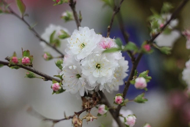 Bộ sưu tập hình ảnh đẹp nhất về hoa Mai