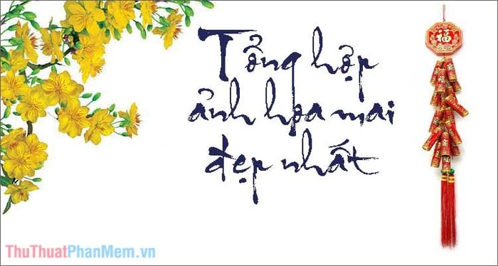 Bộ sưu tập hình ảnh đẹp nhất về hoa Mai