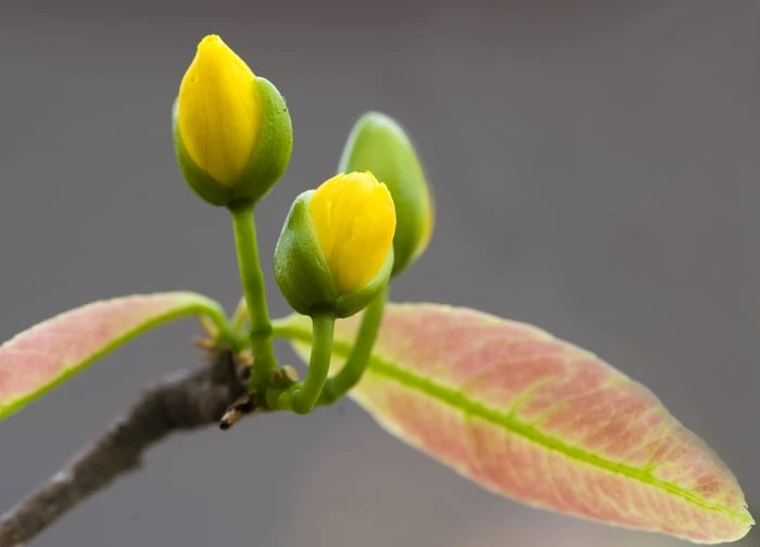 Bộ sưu tập hình ảnh đẹp nhất về hoa Mai