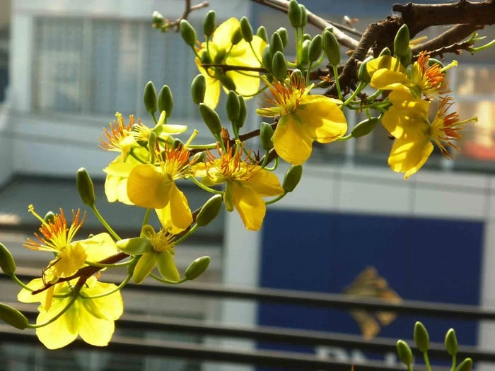 Bộ sưu tập hình ảnh đẹp nhất về hoa Mai