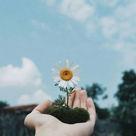 Bức tranh vẽ hoa Cúc Họa Mi kết hợp với bầu trời đẹp đến ngẩn ngơ