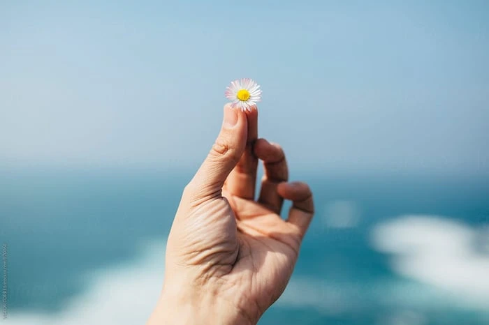 Bức tranh vẽ hoa Cúc Họa Mi kết hợp với bầu trời đẹp đến ngẩn ngơ