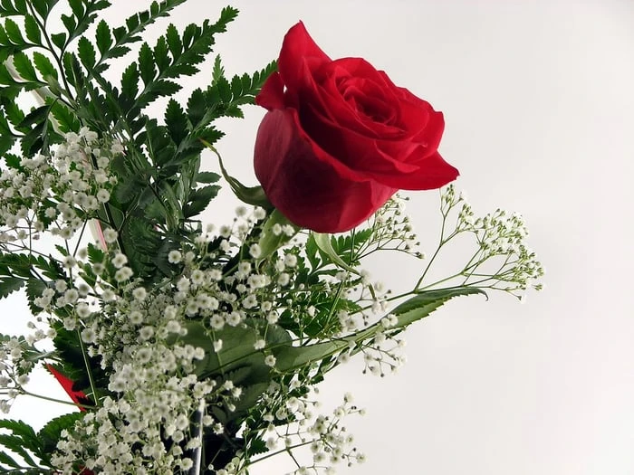 Bộ sưu tập hình ảnh hoa Hồng đỏ - Khám phá vẻ đẹp tuyệt vời của hoa Hồng đỏ