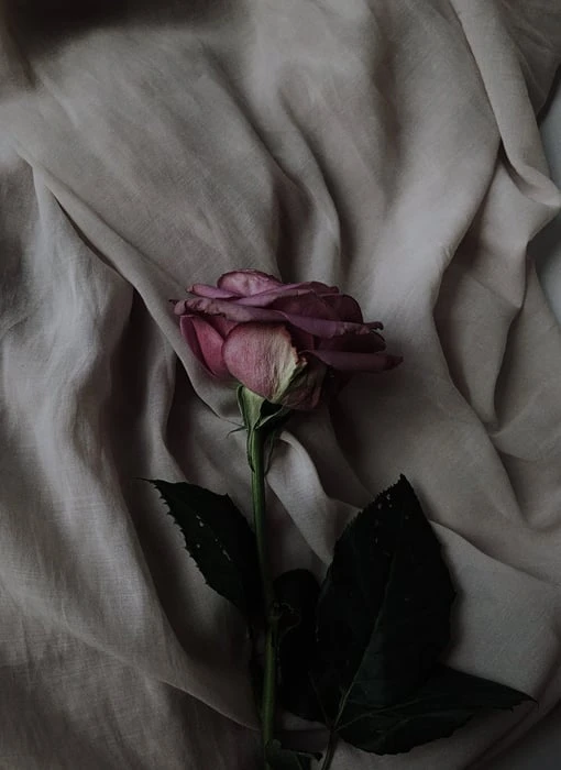 Bức tranh hoa dại buồn đẹp ngất ngây