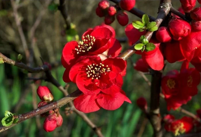 Bộ sưu tập hình ảnh đẹp nhất về hoa Mai