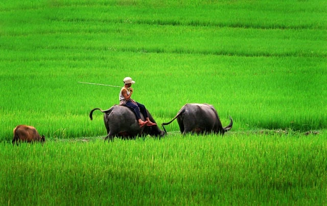 Ảnh đẹp: Hòa mình vào Vẻ đẹp của Làng Quê Việt Nam - Bộ sưu tập hình ảnh tuyệt vời