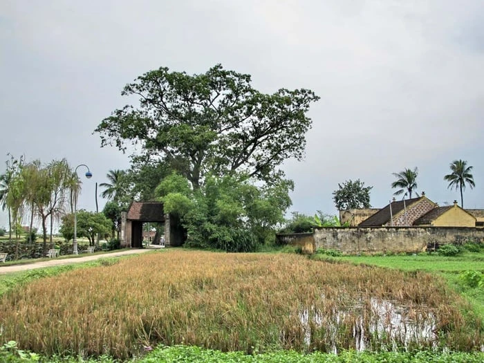 Ảnh đẹp: Hòa mình vào Vẻ đẹp của Làng Quê Việt Nam - Bộ sưu tập hình ảnh tuyệt vời