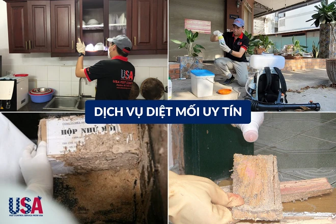 Làm sao để diệt mối tận gốc? Mách bạn 5 cách hiệu quả