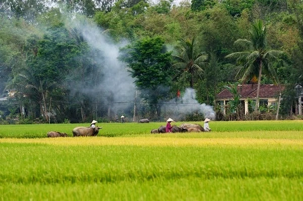 Ảnh đẹp: Hòa mình vào Vẻ đẹp của Làng Quê Việt Nam - Bộ sưu tập hình ảnh tuyệt vời