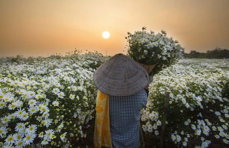 NÉT ĐẸP DỊU DÀNG GỌI GIÓ ĐÔNG VỀ CỦA HOA CÚC HỌA MI