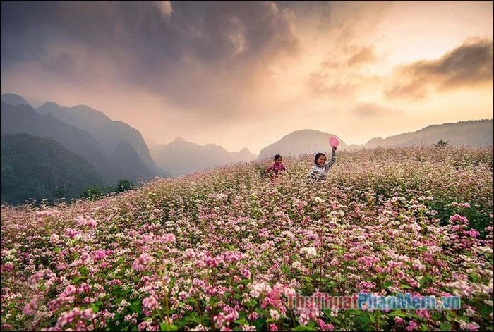 Tuyển chọn những bài thơ tuyệt vời về hoa