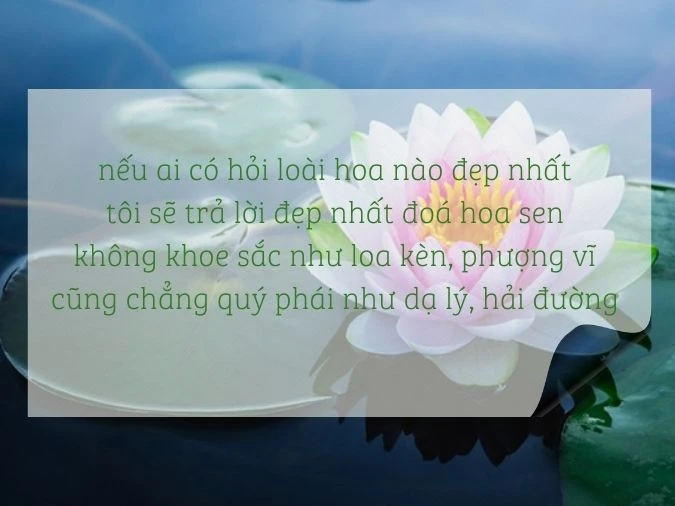 Top những bài thơ về hoa sen làm bạn càng thêm yêu thiên nhiên, đất nư - Ecolotus