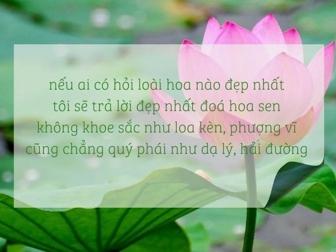 Top những bài thơ về hoa sen làm bạn càng thêm yêu thiên nhiên, đất nư - Ecolotus