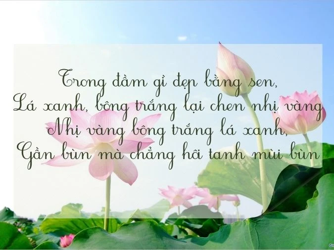 Top những bài thơ về hoa sen làm bạn càng thêm yêu thiên nhiên, đất nư - Ecolotus