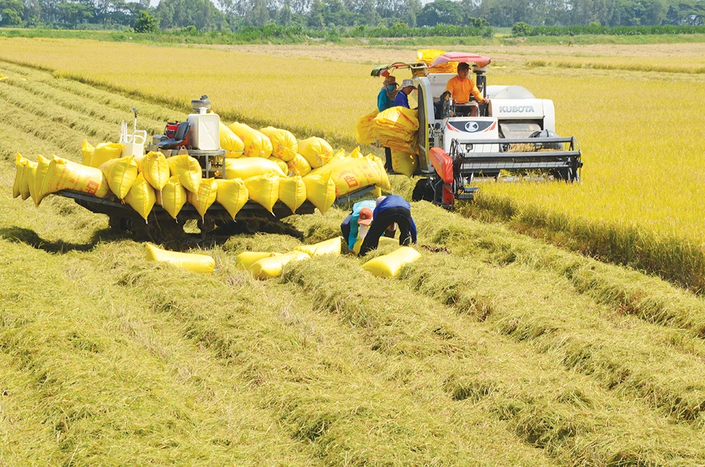 Xu hướng sản xuất lương thực ở nước ta hiện nay