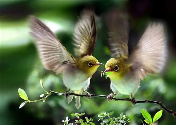 Ý Nghĩa Bí Ẩn Của Chim Trong Văn Hóa và Tâm Linh